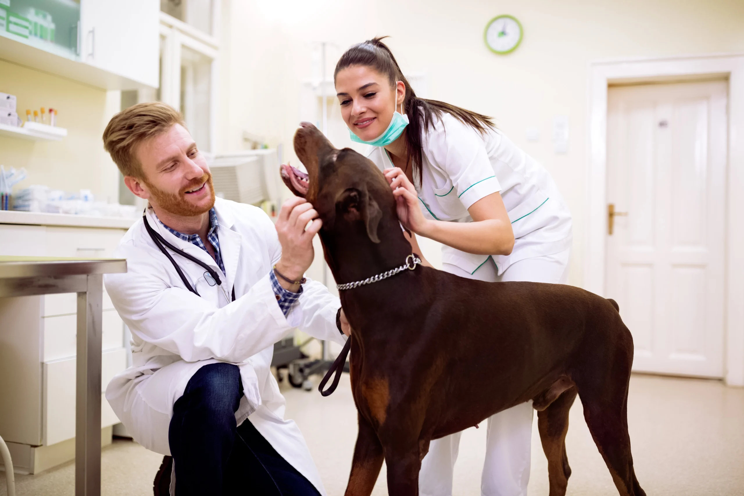 Two veterinary professionals performing a health check on a dog in a clinic.